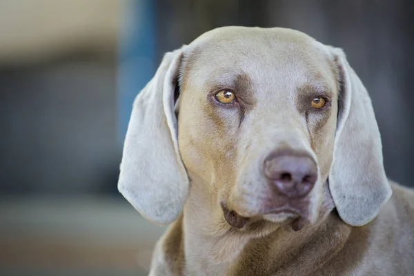 Retrato de un perro weimaraner —  Fotos de Stock