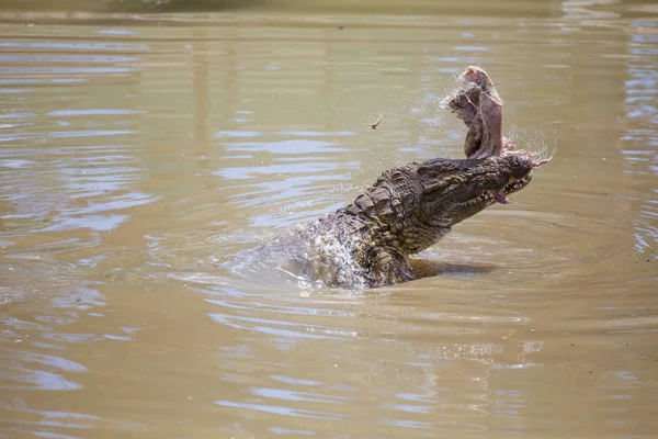 Fechar de um crocodilo africano do Nilo — Fotografia de Stock
