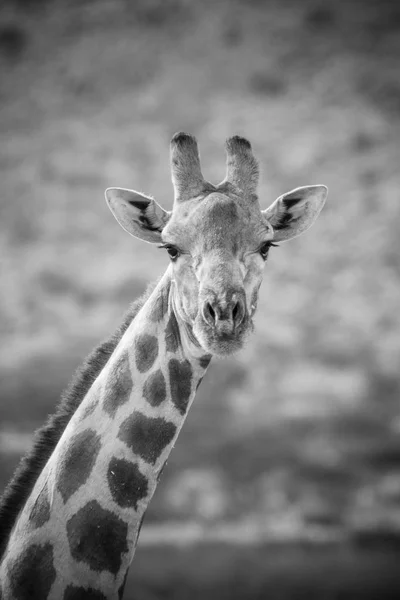 Close up view of a giraffe — Stock Photo, Image