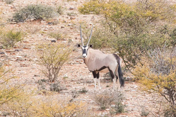 Springbuck en una reserva natural en Sudáfrica —  Fotos de Stock