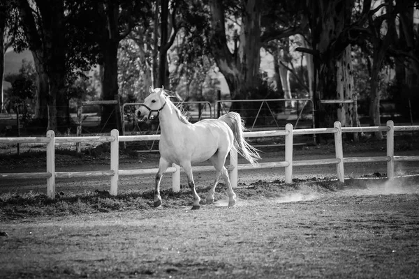 Adulto bellissimo cavallo — Foto Stock