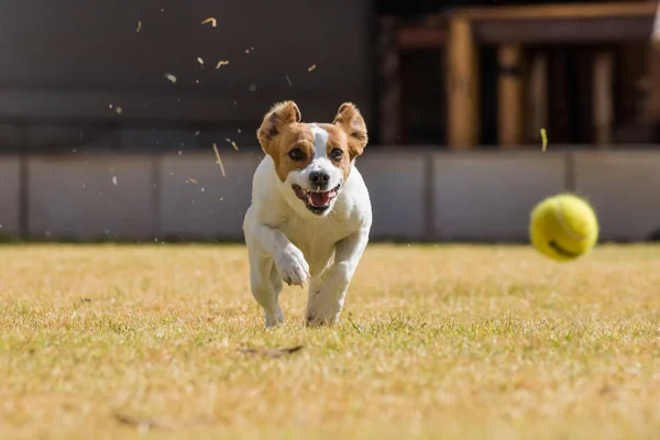 Action photo of a Jack Russel — Stock Photo, Image