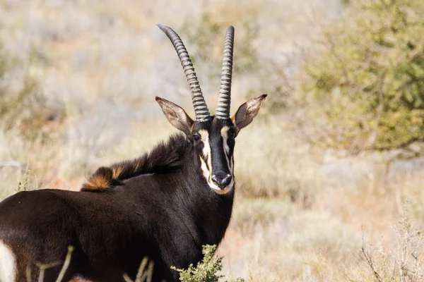 Antilopa Vraná v poli — Stock fotografie