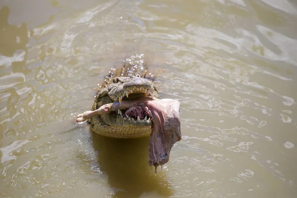 Крупный план африканского нильского крокодила — стоковое фото