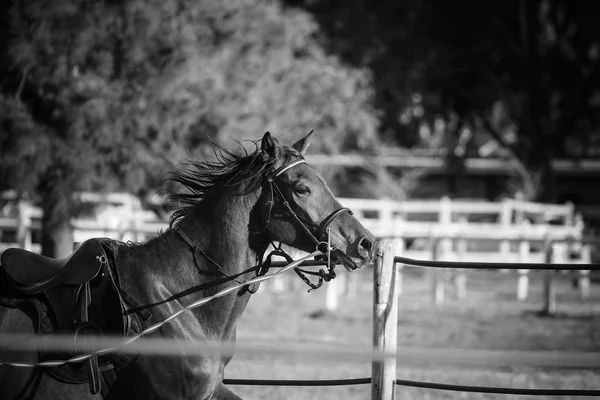 Adulto belo cavalo — Fotografia de Stock