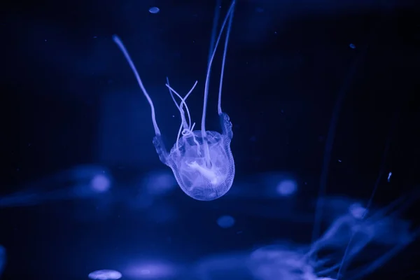 Primo piano di una medusa velenosa scatola — Foto Stock