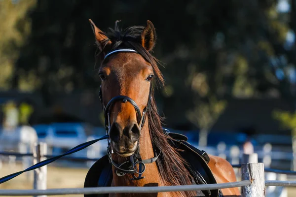 Caballo hermoso adulto — Foto de Stock