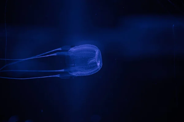 Close up of a poisonous box jellyfish — Stock Photo, Image