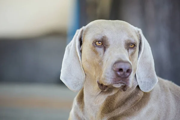 Portrait of a Weimaraner Dog — Stock Photo, Image