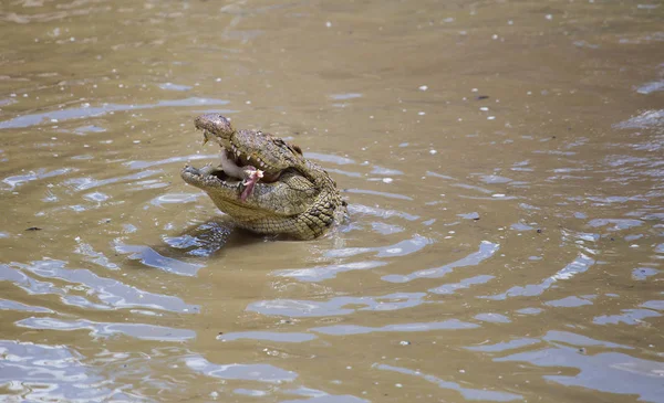 Fechar de um crocodilo africano do Nilo — Fotografia de Stock