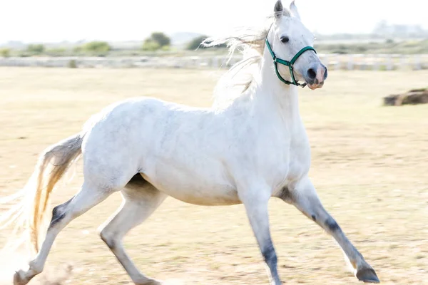 Paard opleiding in een paddock — Stockfoto