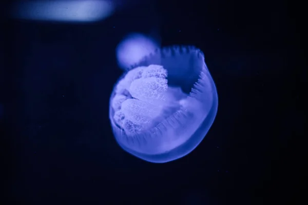 Close up of a poisonous box jellyfish — Stock Photo, Image