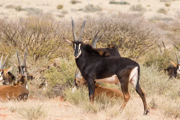 Sable antelopes in the field — Stock Photo, Image