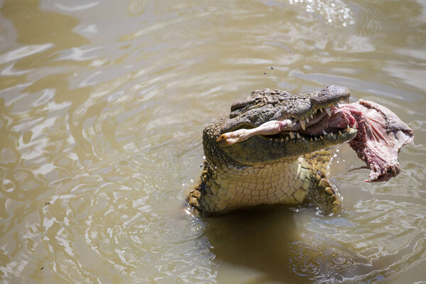 Close up of an African Nile Crocodile
