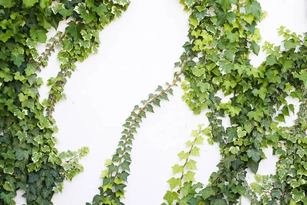 Ivy growing against a white exterior wall — Stock Photo, Image