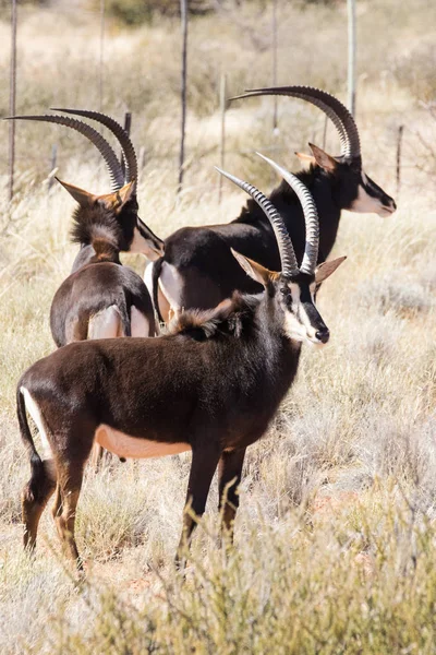 Sable antelopes in the field — Stock Photo, Image