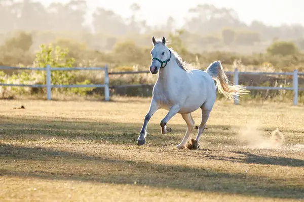Krásný kůň hraje v Peru — Stock fotografie