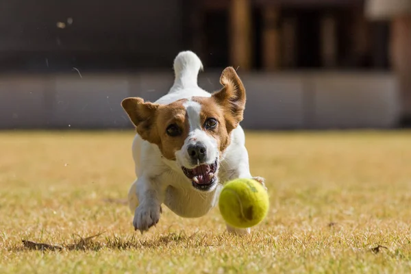 Foto de acción de un Jack Russel —  Fotos de Stock