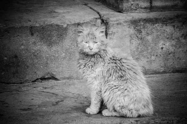 Velho gato sujo — Fotografia de Stock