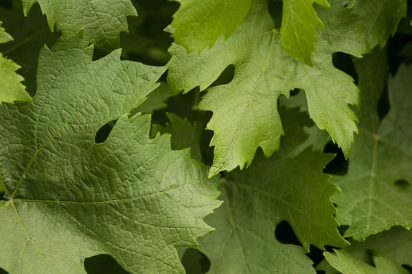 Folhas de uva verde — Fotografia de Stock