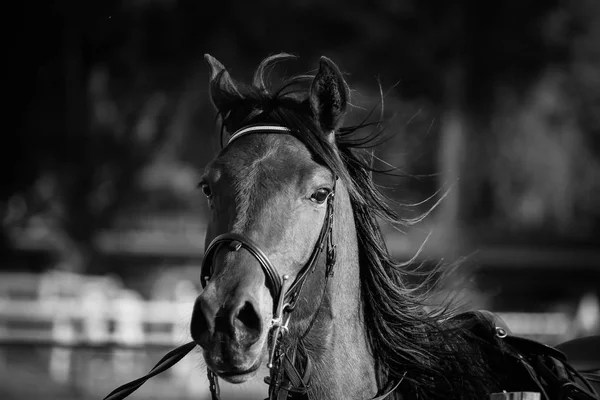 Adult beautiful horse — Stock Photo, Image