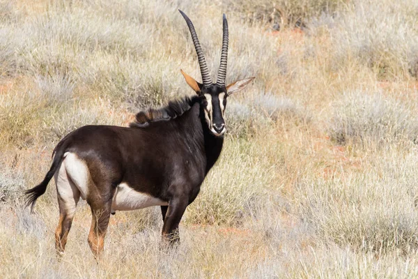 Antilopa Vraná v poli — Stock fotografie