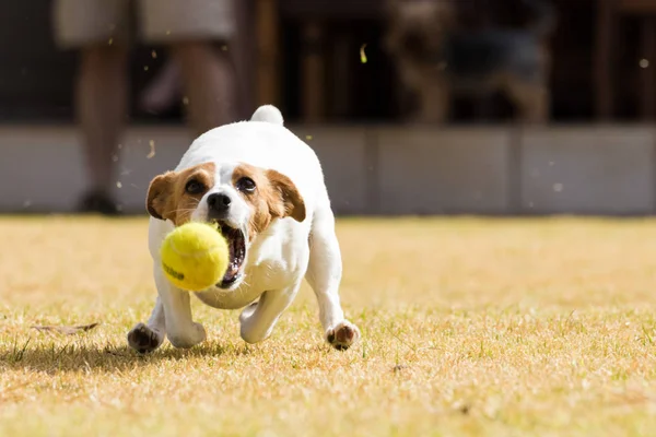 Foto de acción de un Jack Russel — Foto de Stock