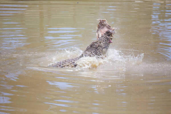 Close up of an African Nile Crocodile