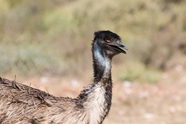 Vista de perto de um Emu — Fotografia de Stock