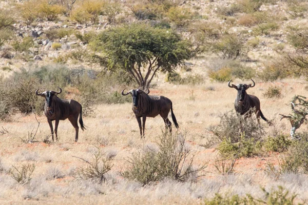 Αφρικής βουβάλια στο εθνικό πάρκο — Φωτογραφία Αρχείου