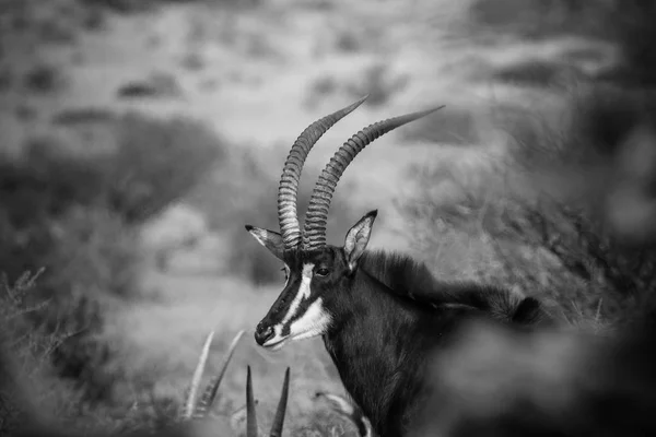 Sable antílopes no campo — Fotografia de Stock