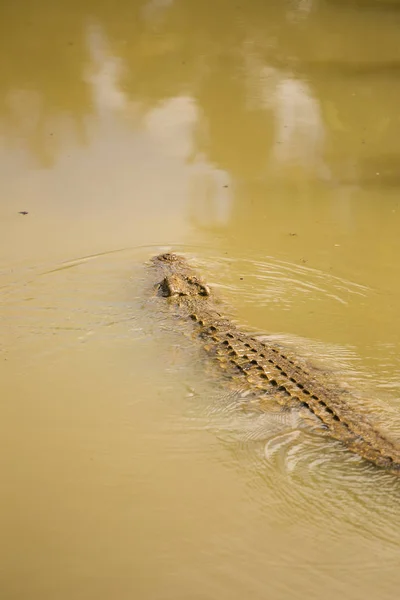Fechar de um crocodilo africano do Nilo — Fotografia de Stock