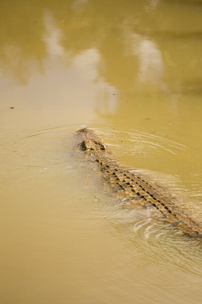 Close up of a African Nile Crocodile
