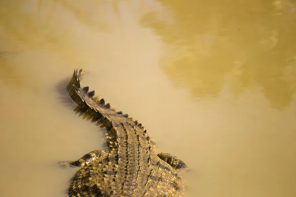 Close up of a African Nile Crocodile — Stock Photo, Image