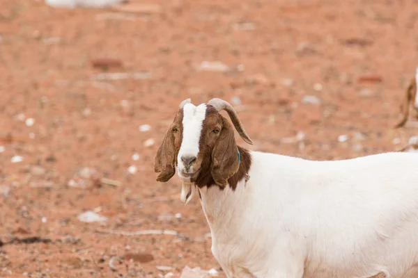 Close up  mother goat — Stock Photo, Image