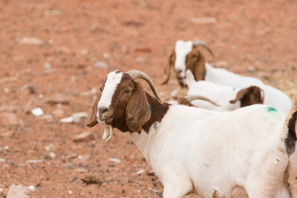 Зображення кози на природі — стокове фото