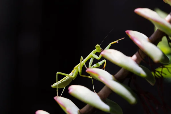 Praying mantis walking on a succulent plant. — Stock Photo, Image