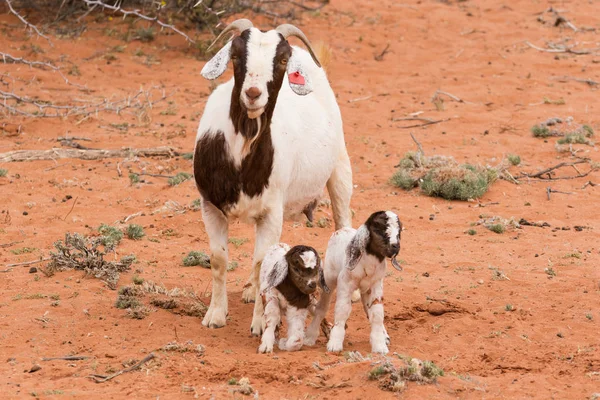 Ziegenkinder auf einem Bauernhof — Stockfoto