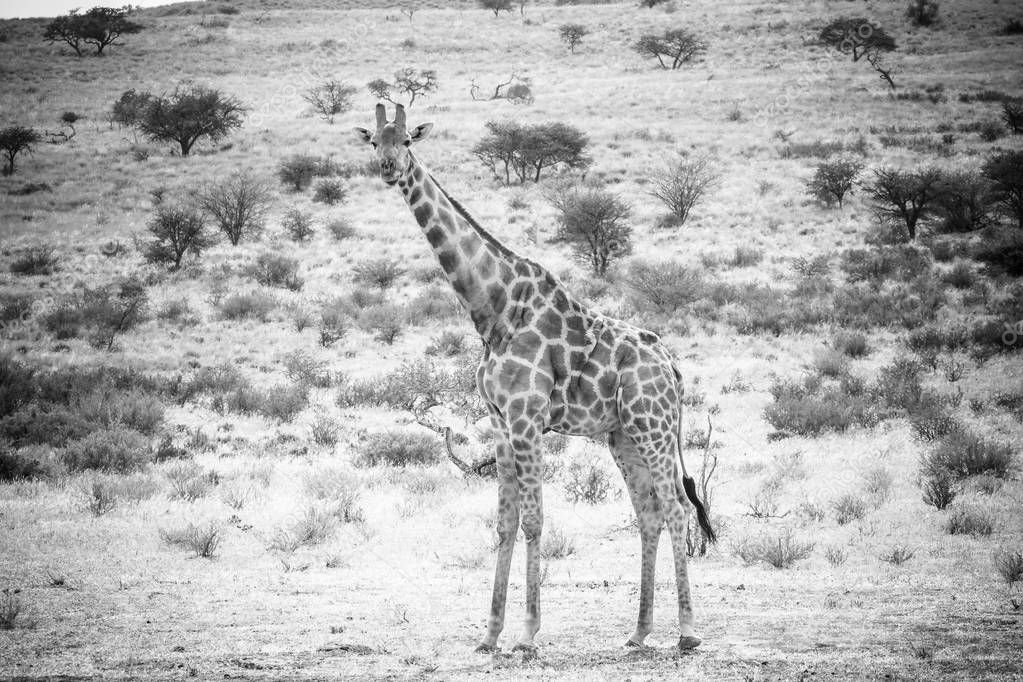  giraffe walking in the wild