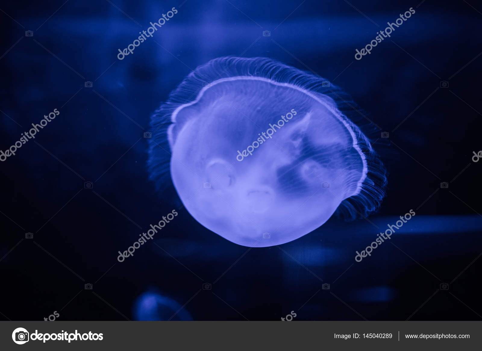 Close up of a poisonous box jellyfish Stock Photo by ©dewalddewaldkirsten 145040289