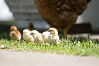 Bebek civcivlerin annelerinin yürüyüş 