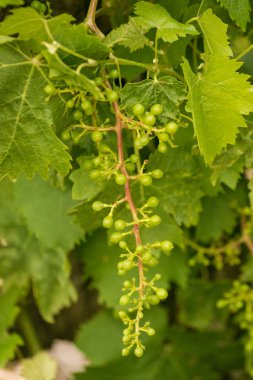 parlak yeşil üzüm üzüm