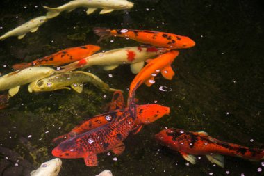 Güzel Koi carps 