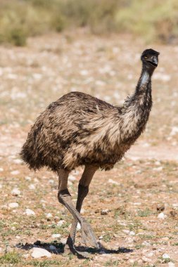 Close up view of an Emu clipart