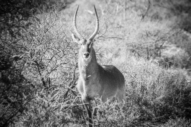 Springbuck Güney Afrika'da bir doğa rezerv