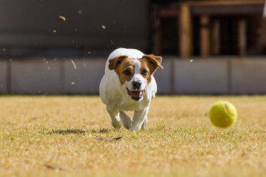 Jack Russel in Action fotoğraf 