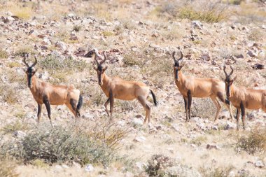Kırmızı Hartebeest bir kupa avcılık çiftlikte