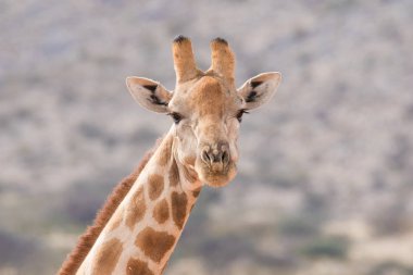 Close up view of a giraffe clipart