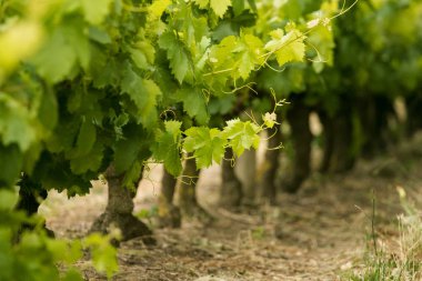 parlak yeşil üzüm üzüm