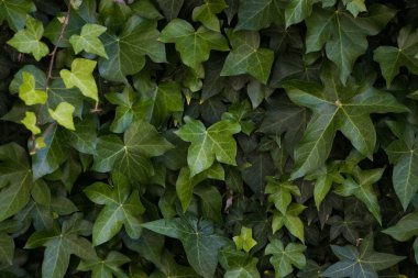 ivy growing against a white exterior wall clipart